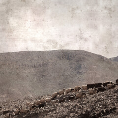 textured stylish old paper background, square, with landscape of Gran Canaria with goats and sheep
