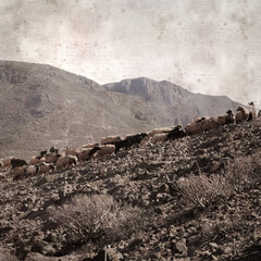 textured stylish old paper background, square, with landscape of Gran Canaria with goats and sheep
