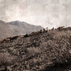 textured stylish old paper background, square, with landscape of Gran Canaria with goats and sheep
