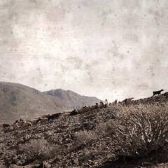 textured stylish old paper background, square, with landscape of Gran Canaria with goats and sheep
