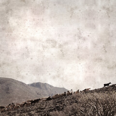 textured stylish old paper background, square, with landscape of Gran Canaria with goats and sheep
