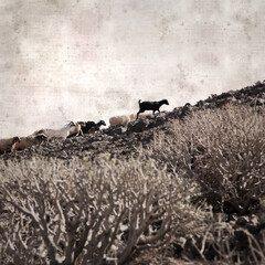textured stylish old paper background, square, with landscape of Gran Canaria with goats and sheep
