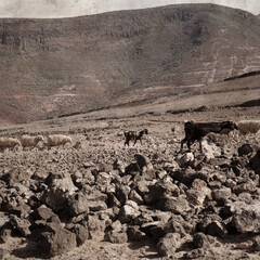 textured stylish old paper background, square, with landscape of Gran Canaria with goats and sheep
