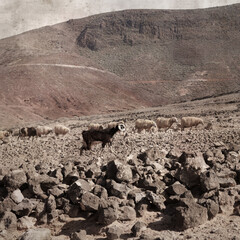 textured stylish old paper background, square, with landscape of Gran Canaria with goats and sheep
