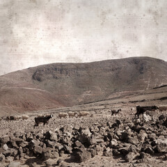 textured stylish old paper background, square, with landscape of Gran Canaria with goats and sheep
