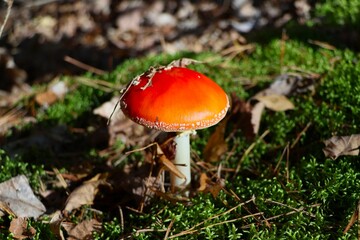 hand reaches out to the poisonous fly agaric mushroom