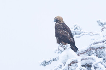 Fototapeta premium Large Golden eagle perched on a snowy and frosty tree near Kuusamo, Northern Finland
