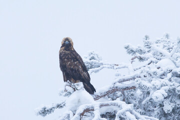 Large Golden eagle perched on a snowy and frosty tree near Kuusamo, Northern Finland