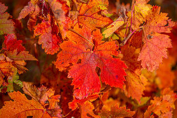 Vineyards, vines and leaves in autumn in La Rioja Spain