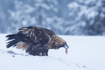 Large Golden eagle standing on snow and feeding on some meat on a winter day near Kuusamo, Northern Finland