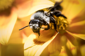 Biene auf gelber Blüte