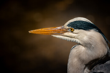 Portrait eines Graureihers