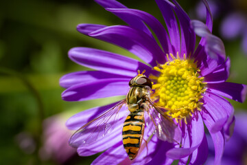 Wespenfliege am blauen Gänseblümchen © Katrin