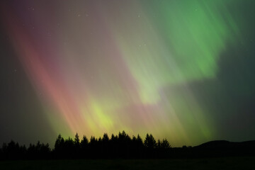 northern lights over forest