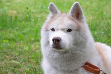 Siberian husky sitting calmly on green grass in a park during a sunny day