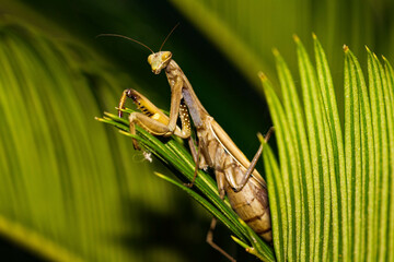 mante religieuse dans le Cycas du Japon