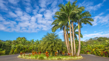 Tropical garden on the territory of one of the hotels in Costa Rica