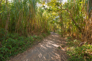 The walking path to the Volcano Arenal in the national park Arenal  - Costa Rica
