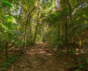 The walking path to the Volcano Arenal in the national park Arenal  - Costa Rica