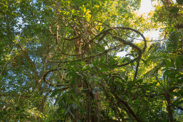 Lush vegetation of the tropical forest in the national park Arenal - Costa Rica