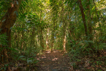 The walking path to the Volcano Arenal in the national park Arenal  - Costa Rica