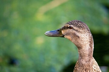 Fototapeta premium The Mallard, or Wild Duck (Anas platyrhynchos).