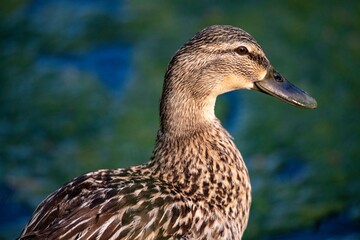 The Mallard, or Wild Duck (Anas platyrhynchos).