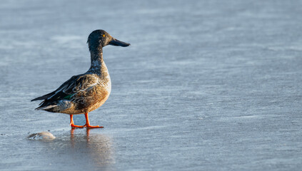 Closeup of a northern shoveler standing on an ice-covered lake at sunset.