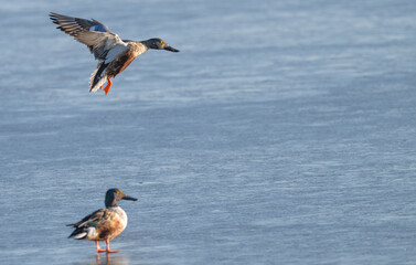 Northern shoveler flies over another bird that is standing on the ice of a lake.