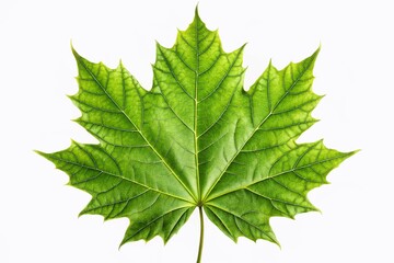 Fototapeta premium Isolated green maple leaf on a white backdrop highlights botanical details. A high-resolution, eco-friendly illustration capturing nature’s beauty with a minimalist touch.