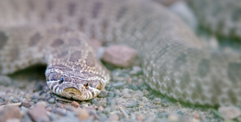 Eastern hognose snake,  in Minnesota, USA, in the wild, snake.
