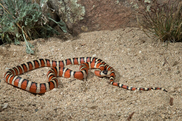 Naklejka premium Sonoran Mountain Kingsnake, Lampropeltis pyromelana pyromelana, non venomous, defensive musk and mimicry of the Coral snake, Arizona, 