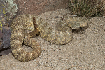 Tiger Rattlesnake, Crotalus tigris, venomous pit viper, Sonoran Desert, 