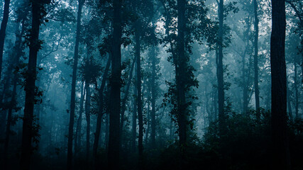 Shrouded Woods in Blue Mist