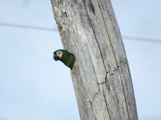 Fototapeta premium Chestnut-fronted Macaw (Ara severus) inside the nest, in Brazilian Amazon