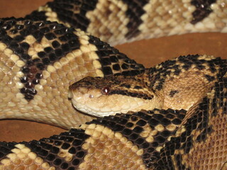 Obraz premium South American bushmaster (Lachesis muta) on the road in the north of Mato Grosso, Brazilian Amazon. Surucucu no meio da estrada