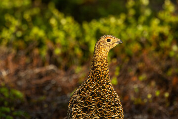 Portrait of an alert female Willow ptarmigan on a summer morning in Urho Kekkonen National Park, Northern Finland
