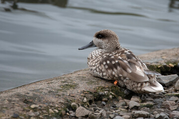 The Marbled Duck or Marbled Teal (Marmaronetta angustirostris).