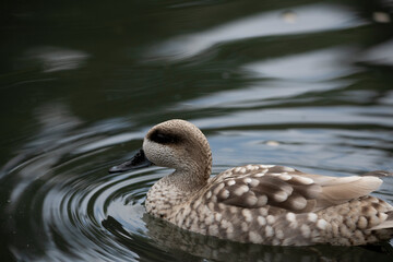 The Marbled Duck or Marbled Teal (Marmaronetta angustirostris).
