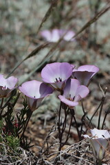 Plain Mariposa Lily, Calochortus Invenustus, an astonishing native monoclinous perennial herb displaying axillaterminal cymose umbel inflorescences during Summer in the San Emigdio Mountains.