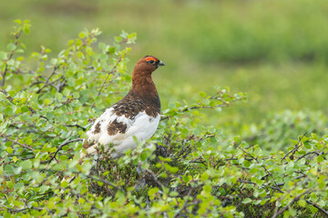 Male Willow ptarmigan standing still on lush shrubs on a summer day in Urho Kekkonen National Park, Northern Finland