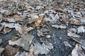 Dry oak leaves and acorns covering forest floor in autumn