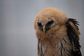 The Mottled Owl (Strix virgata).