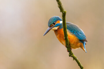 Eisvogel im Herbst auf einem Ast / Vogel / Kingfisher
