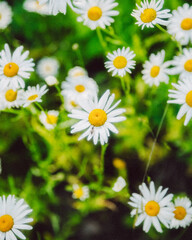 Obraz premium Lots of flowers