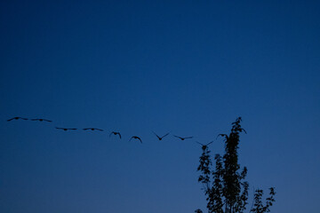 flock of birds
