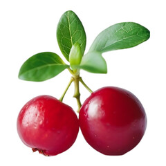 Red lingon Berry with Green Leaves  isolated on tranparent background