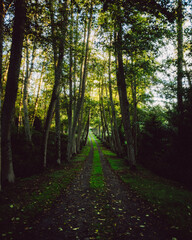 Fototapeta premium Tree Lined Driveway