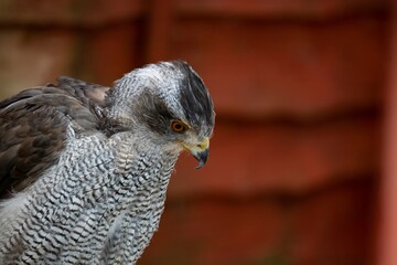 A Northern Goshawk. A hawk, long popular in falconry, found throughout much of Europe. 