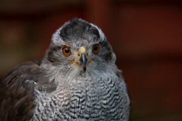 A Northern Goshawk. A hawk, long popular in falconry, found throughout much of Europe. 